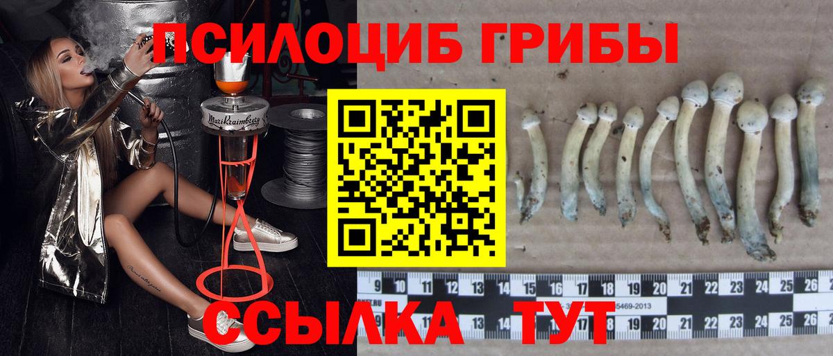 Галлюциногенные грибы Psilocybe Назарово